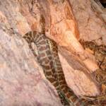 Stimson's Python (Antaresia stimsoni), Simpsons Gap