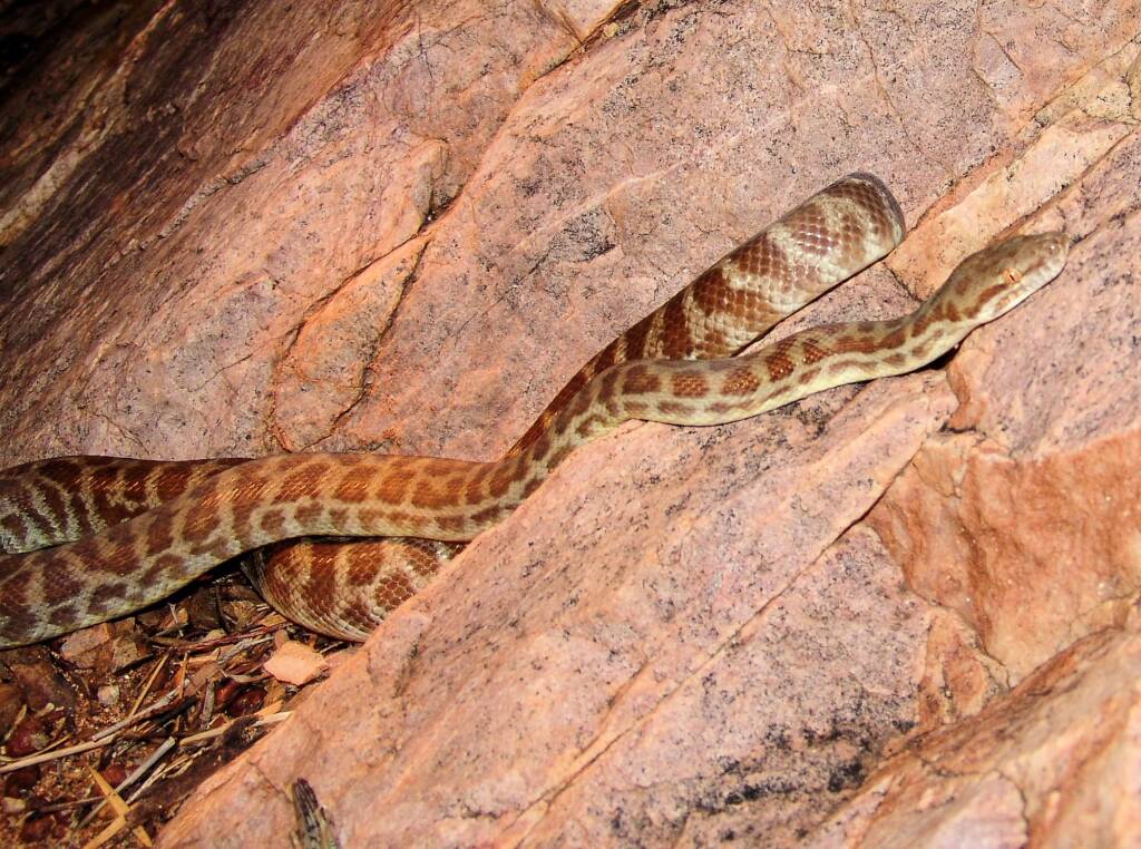 Stimson's Python (Antaresia stimsoni), Simpsons Gap