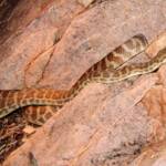 Stimson's Python (Antaresia stimsoni), Simpsons Gap
