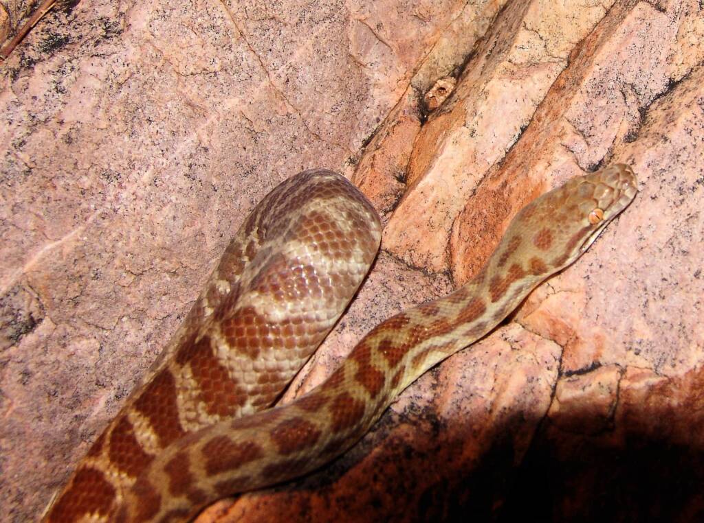 Stimson's Python (Antaresia stimsoni), Simpsons Gap