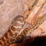 Stimson's Python (Antaresia stimsoni), Simpsons Gap