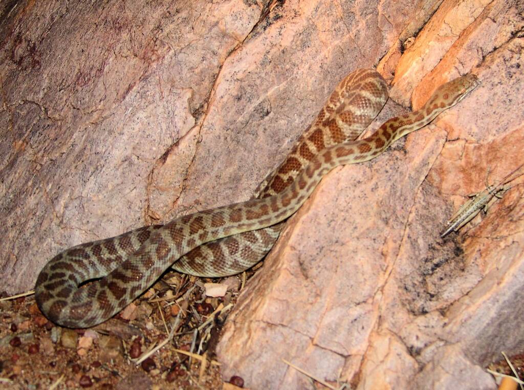 Stimson's Python (Antaresia stimsoni), Simpsons Gap