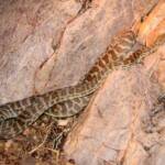 Stimson's Python (Antaresia stimsoni), Simpsons Gap