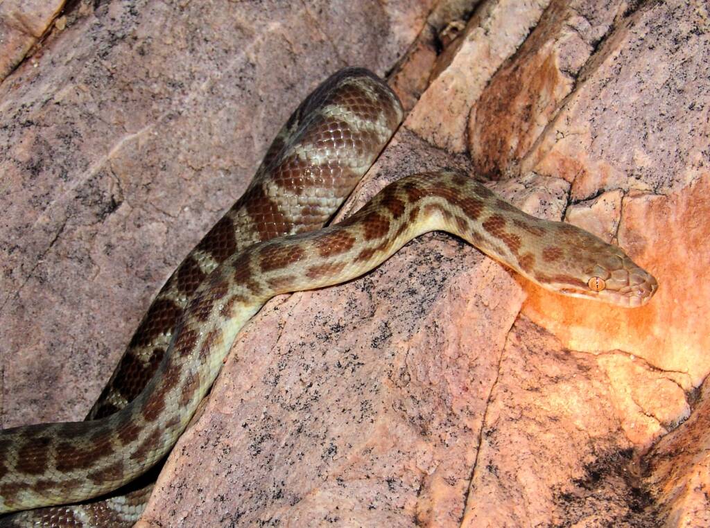 Stimson's Python (Antaresia stimsoni), Simpsons Gap