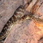 Stimson's Python (Antaresia stimsoni), Simpsons Gap