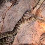 Stimson's Python (Antaresia stimsoni), Simpsons Gap