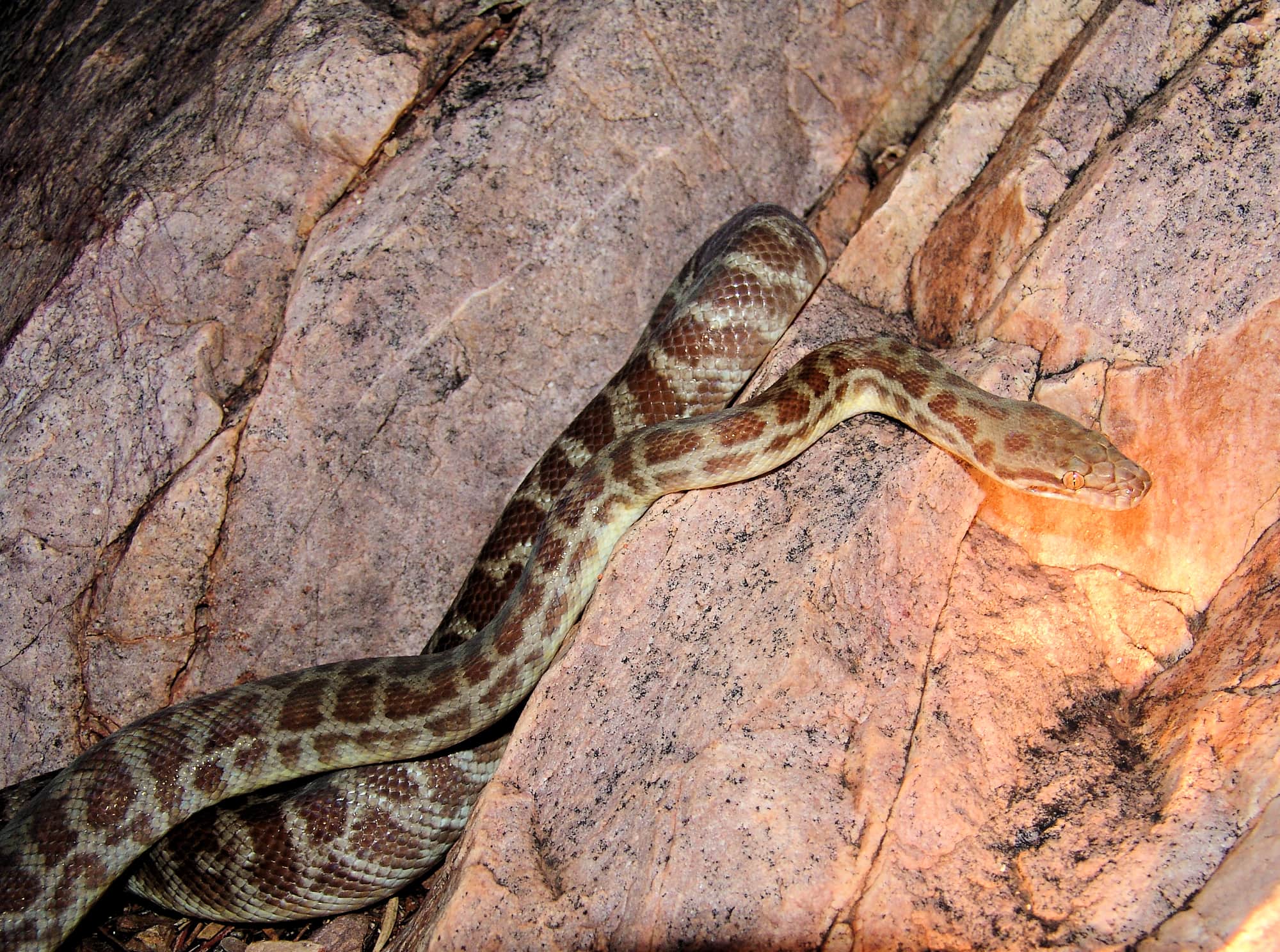 Stimson's Python (Antaresia stimsoni), Simpsons Gap