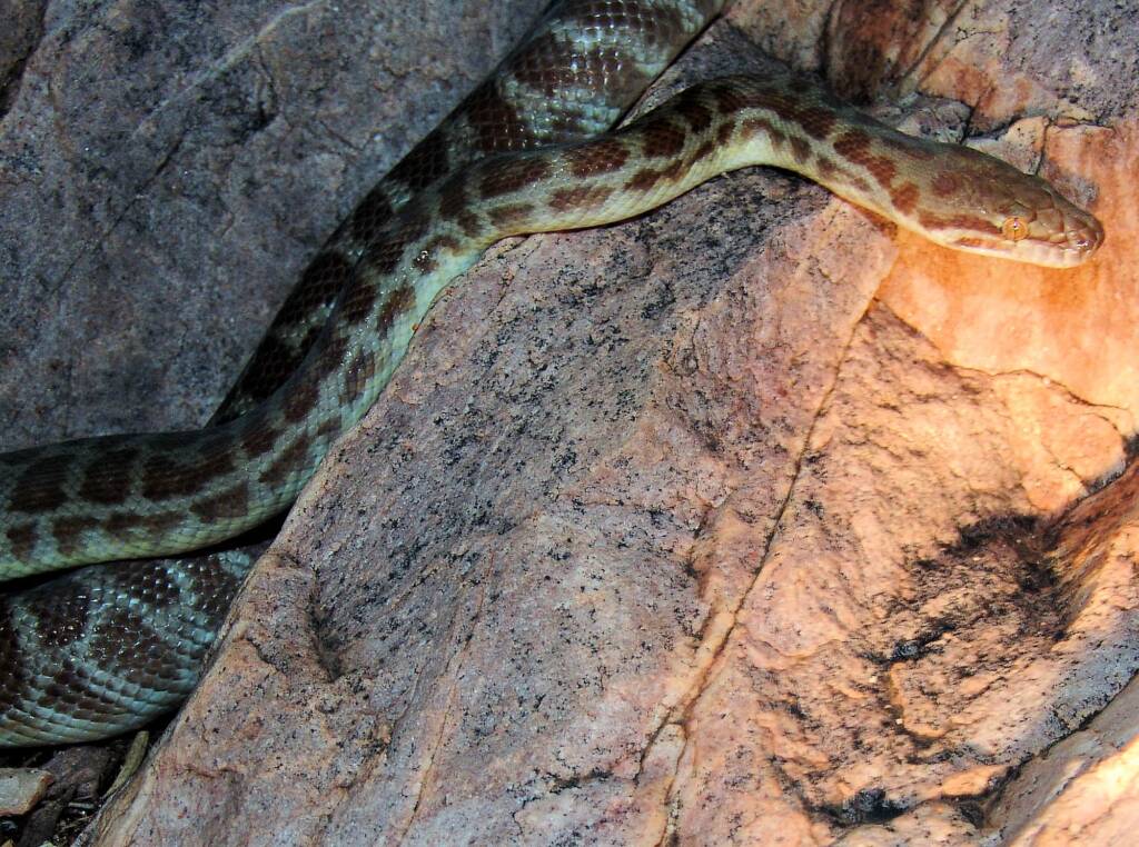 Stimson's Python (Antaresia stimsoni), Simpsons Gap