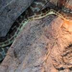 Stimson's Python (Antaresia stimsoni), Simpsons Gap