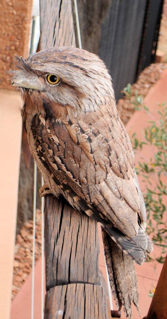 Tawny Frogmouth (Podargus strigoides), Alice Springs Desert Park