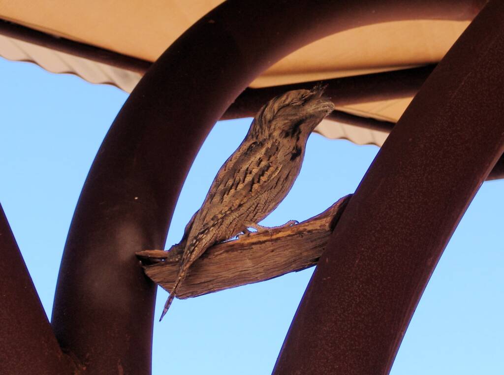 Tawny Frogmouth (Podargus strigoides), Alice Springs Desert Park