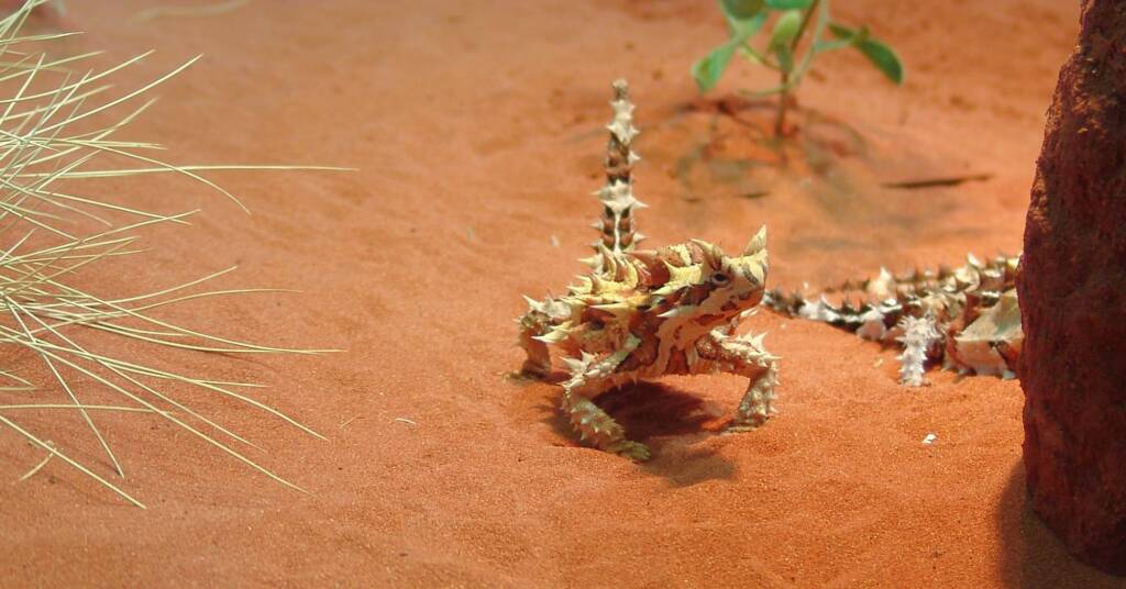 Thorny Devil (Moloch horridus), Alice Springs Desert Park