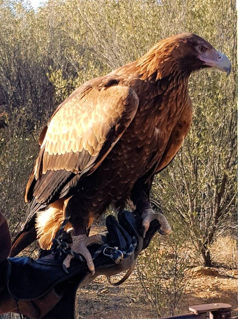 Wedge-tail Eagle (Aquila audax), Alice Springs Desert Park