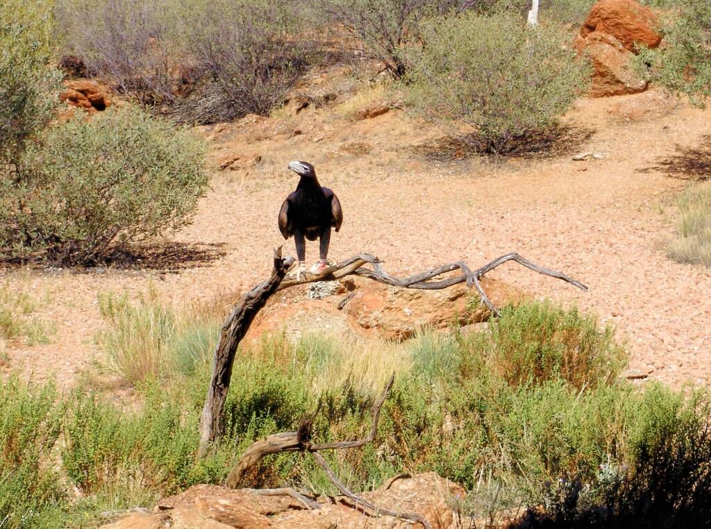 Wedge-tail Eagle (Aquila audax), Alice Springs Desert Park