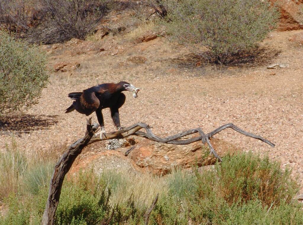 Wedge-tail Eagle (Aquila audax), Alice Springs Desert Park