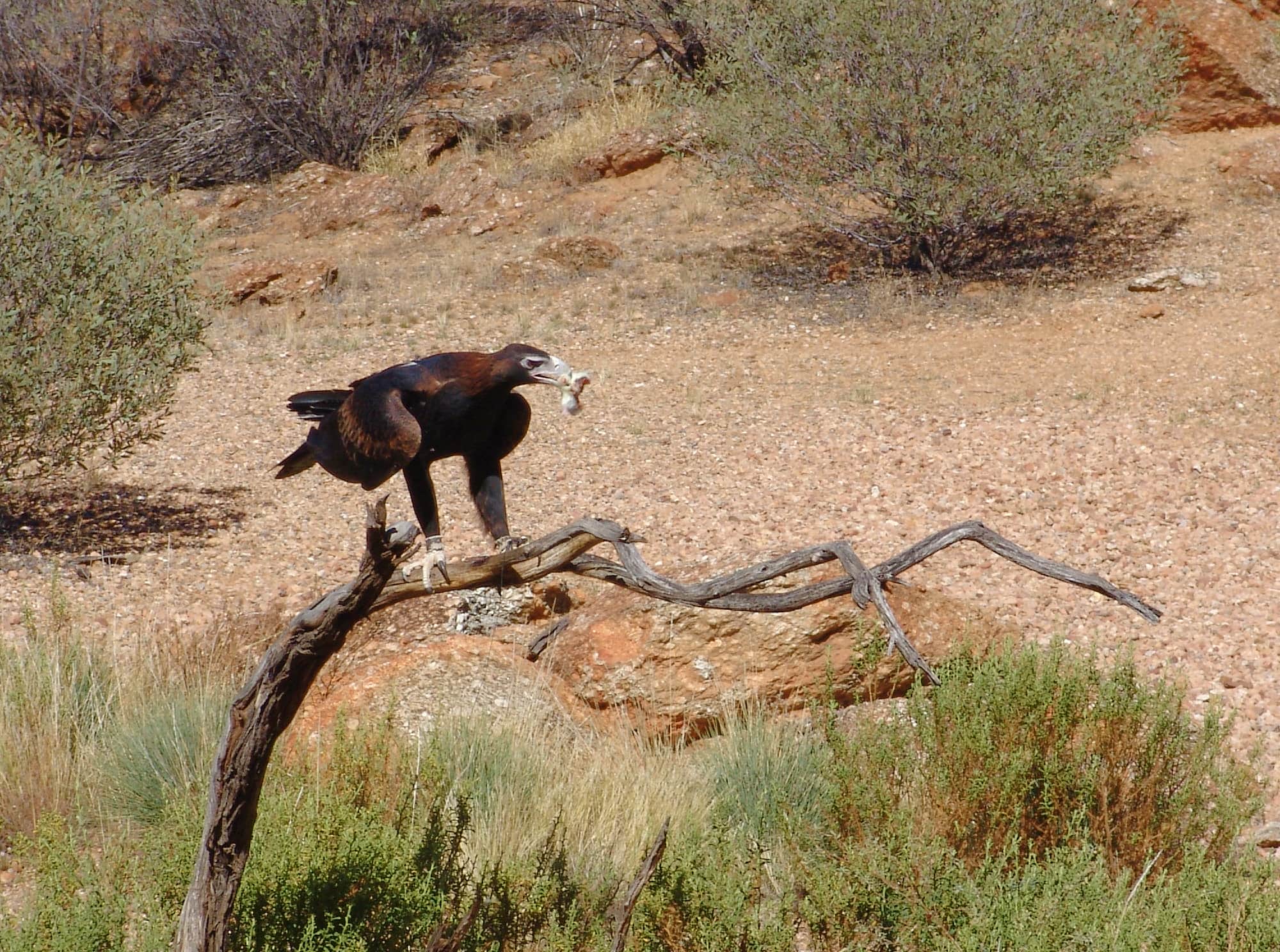 Wedge-tail Eagle (Aquila audax), Alice Springs Desert Park