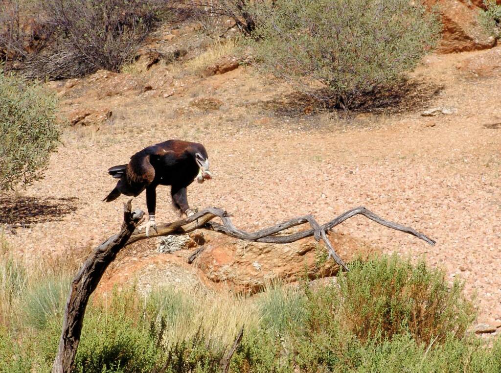 Wedge-tail Eagle (Aquila audax), Alice Springs Desert Park