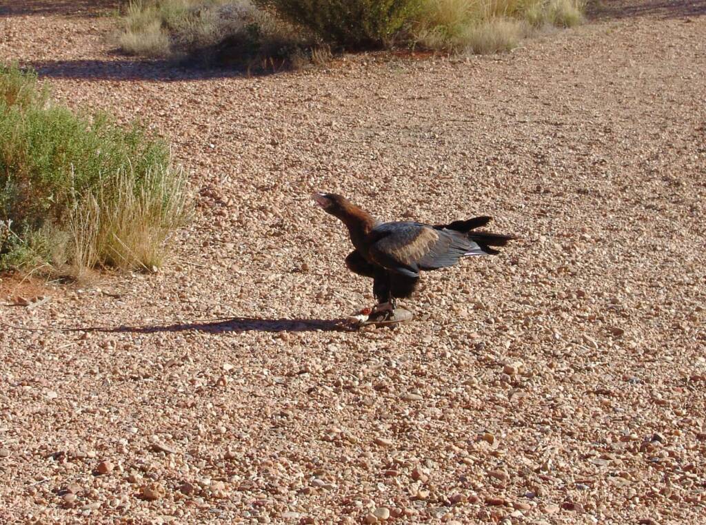 Wedge-tail Eagle (Aquila audax), Alice Springs Desert Park