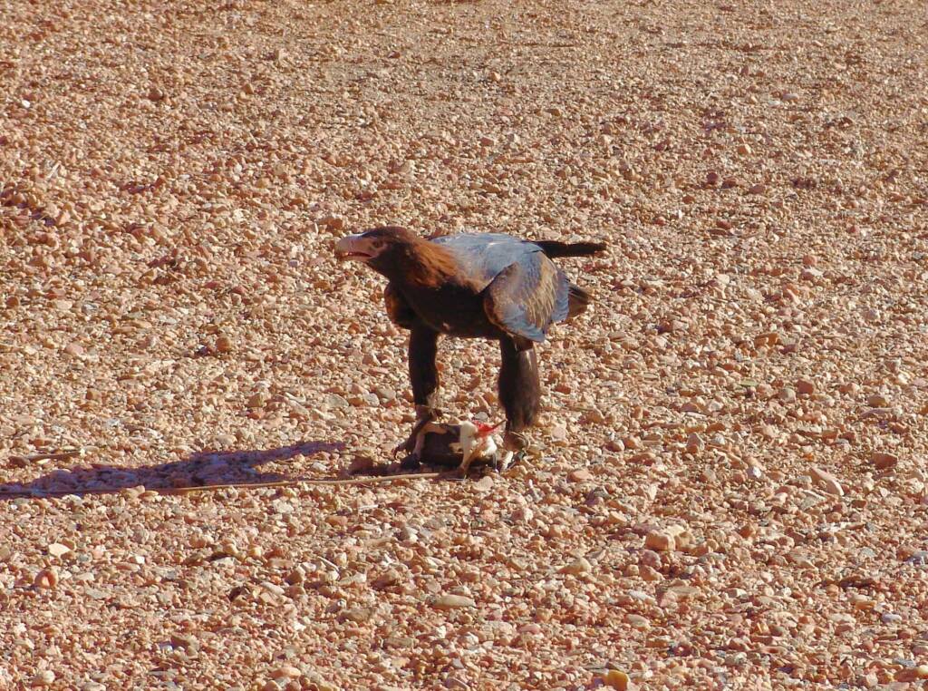 Wedge-tail Eagle (Aquila audax), Alice Springs Desert Park