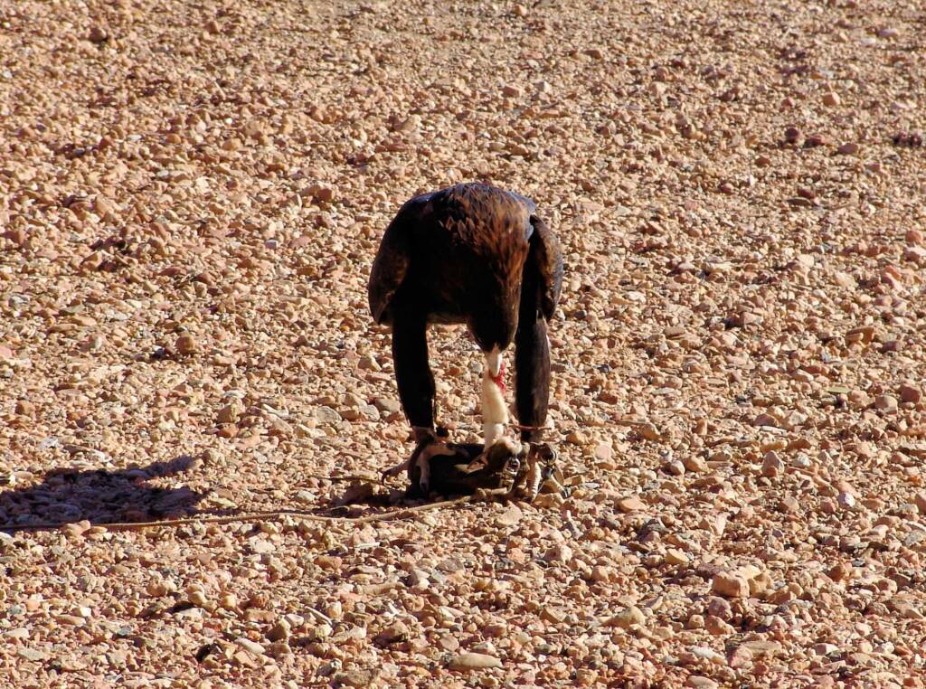 Wedge-tail Eagle (Aquila audax), Alice Springs Desert Park