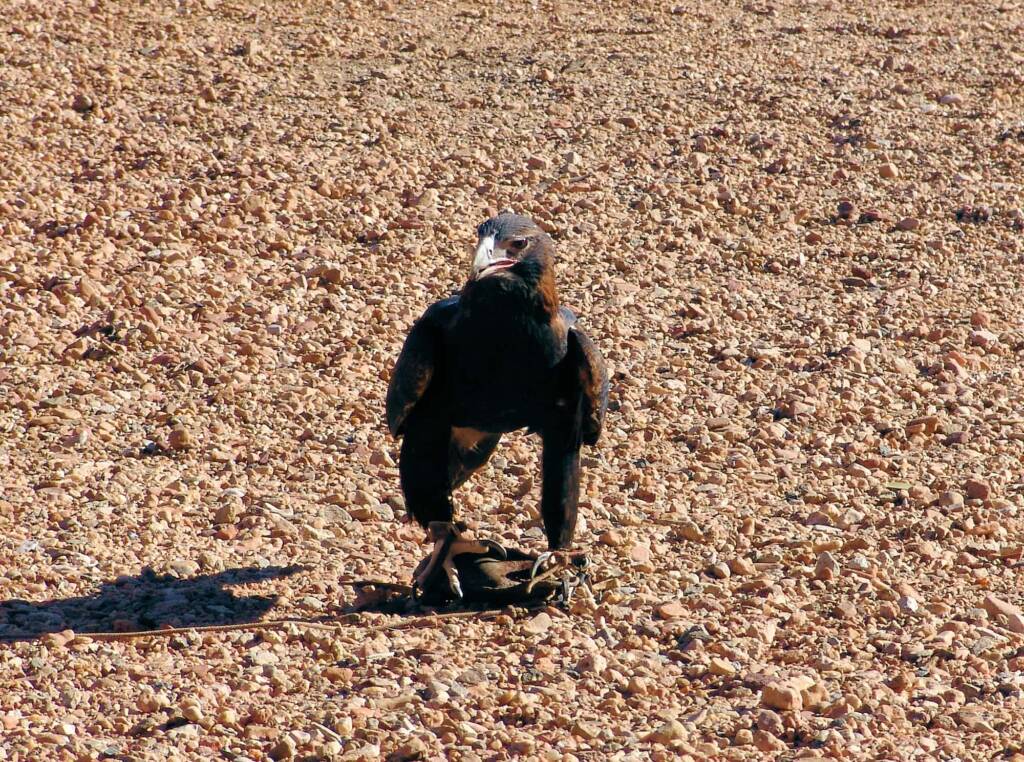 Wedge-tail Eagle (Aquila audax), Alice Springs Desert Park