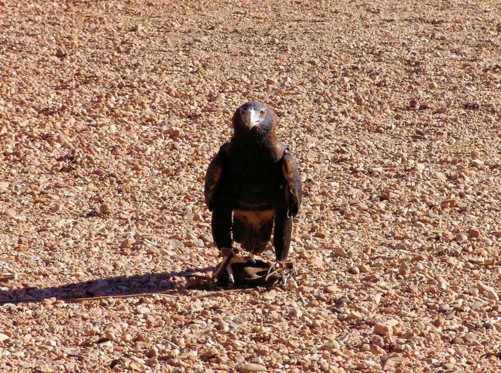 Wedge-tail Eagle (Aquila audax), Alice Springs Desert Park