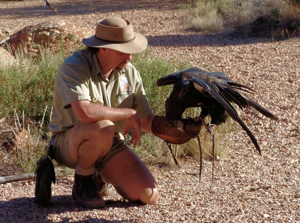 Wedge-tail Eagle (Aquila audax), Alice Springs Desert Park