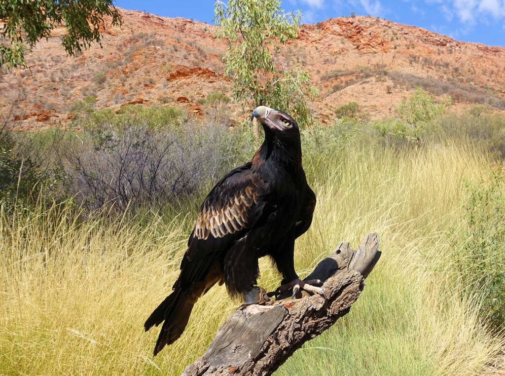 Wedge-tail Eagle (Aquila audax), Alice Springs Desert Park