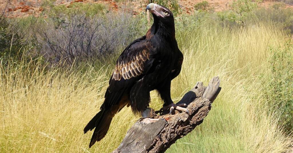 Wedge-tail Eagle (Aquila audax), Alice Springs Desert Park
