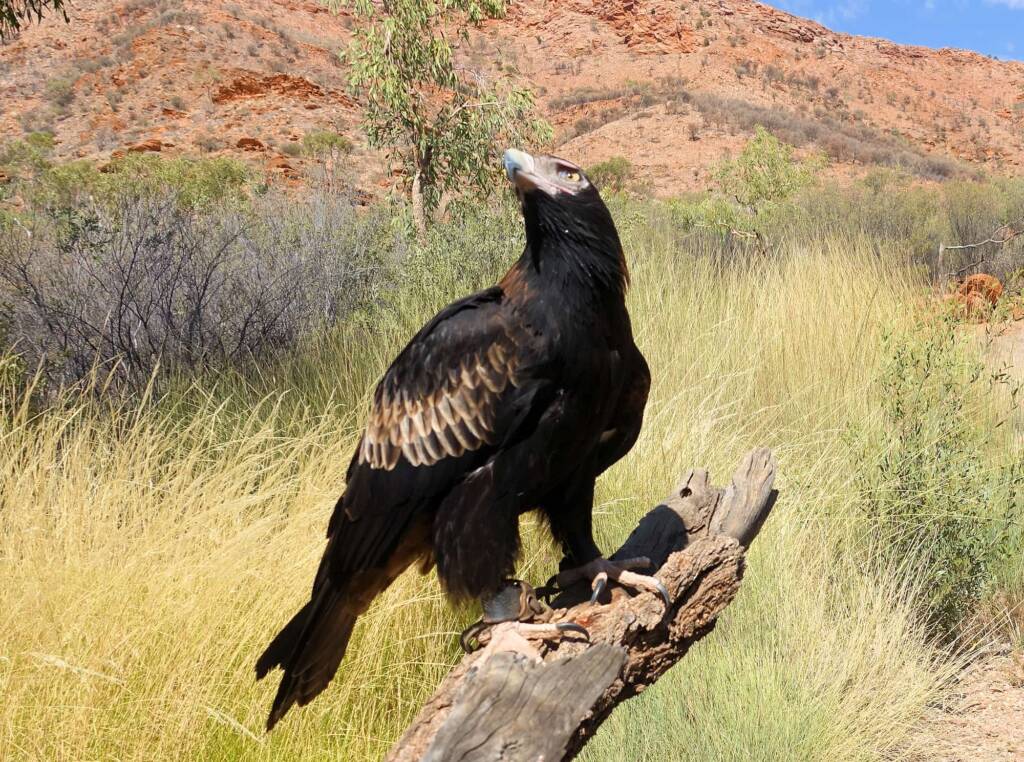 Wedge-tail Eagle (Aquila audax), Alice Springs Desert Park