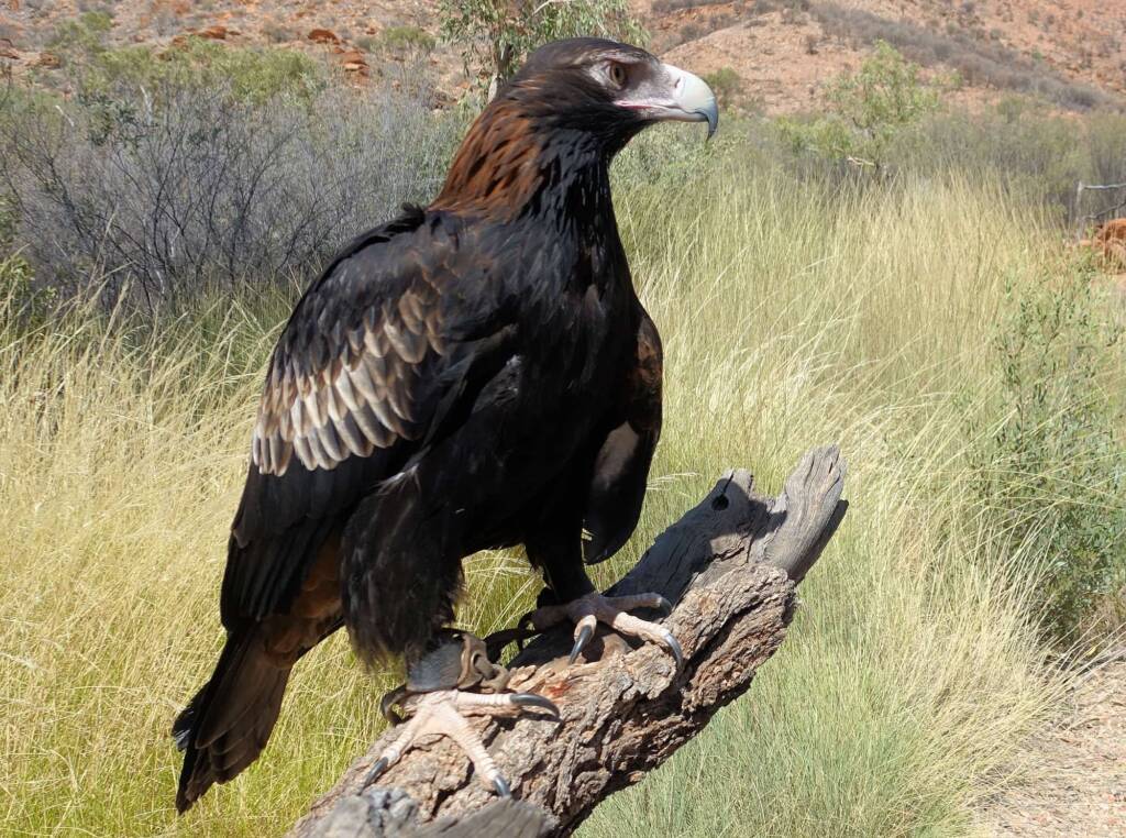 Wedge-tail Eagle (Aquila audax), Alice Springs Desert Park