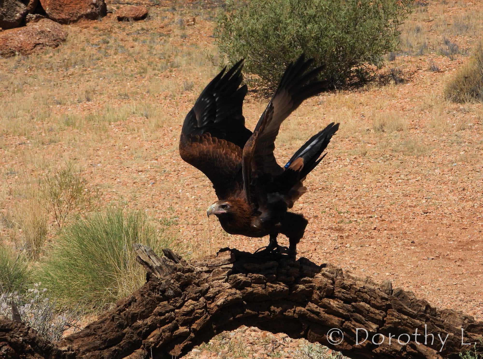 Wedge-tail Eagle (Aquila audax), Alice Springs Desert Park