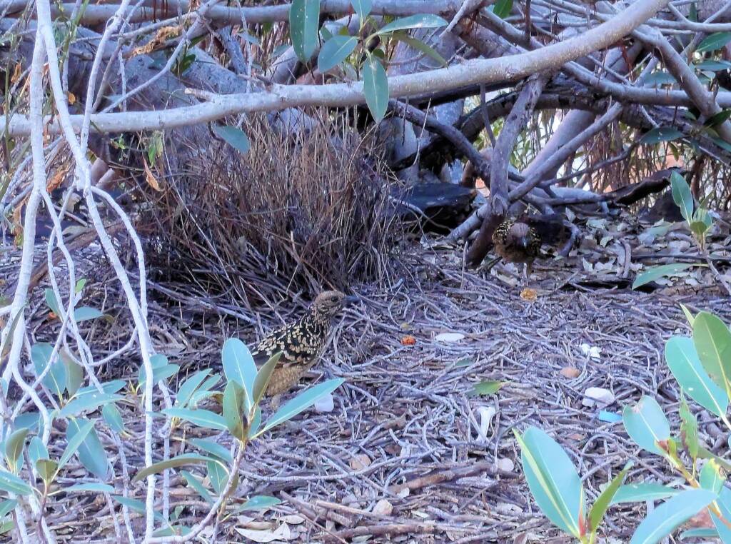 Western Bowerbird, Kings Canyon