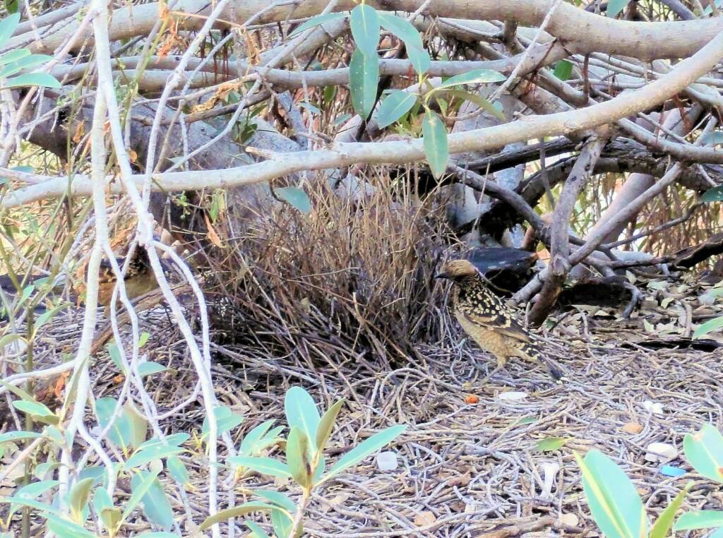 Western Bowerbird, Kings Canyon
