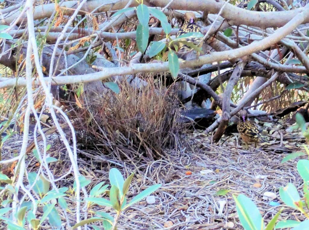 Western Bowerbird, Kings Canyon