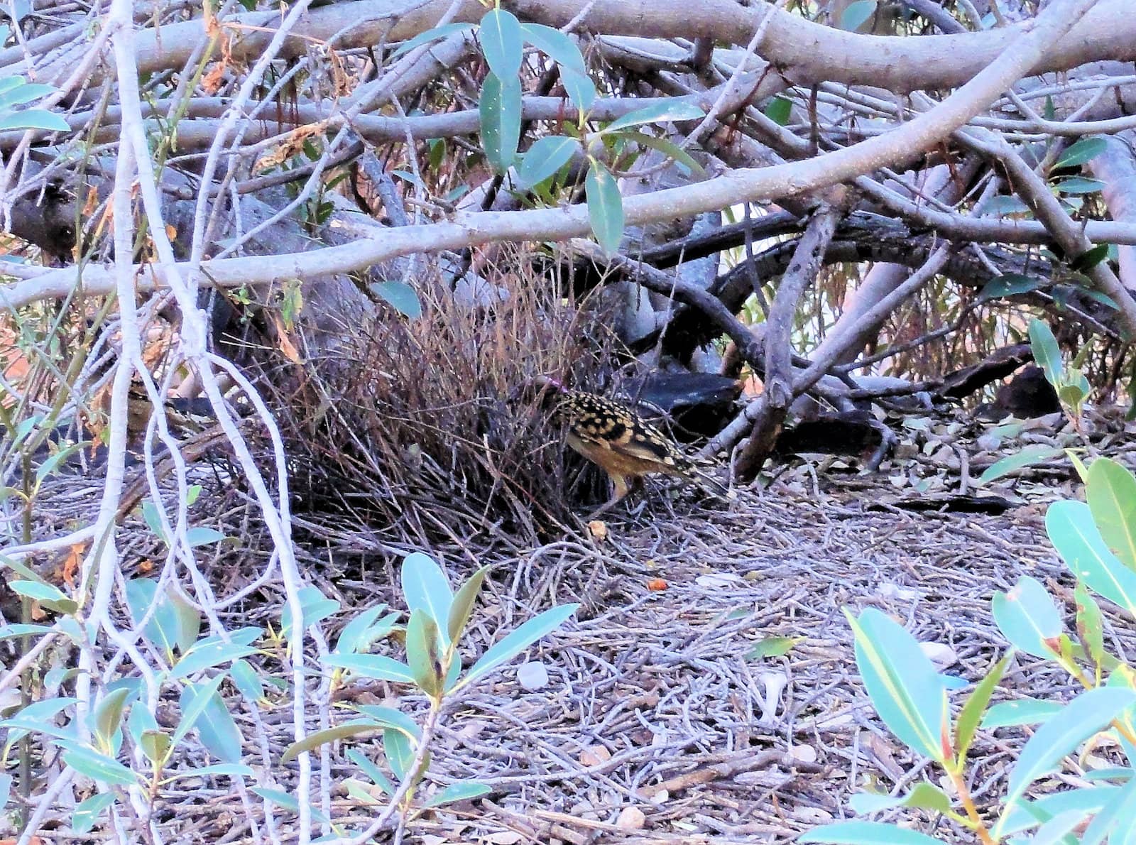 Western Bowerbird, Kings Canyon