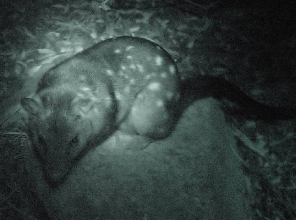 Western Quoll (Dasyurus geoffroii), Alice Springs Desert Park