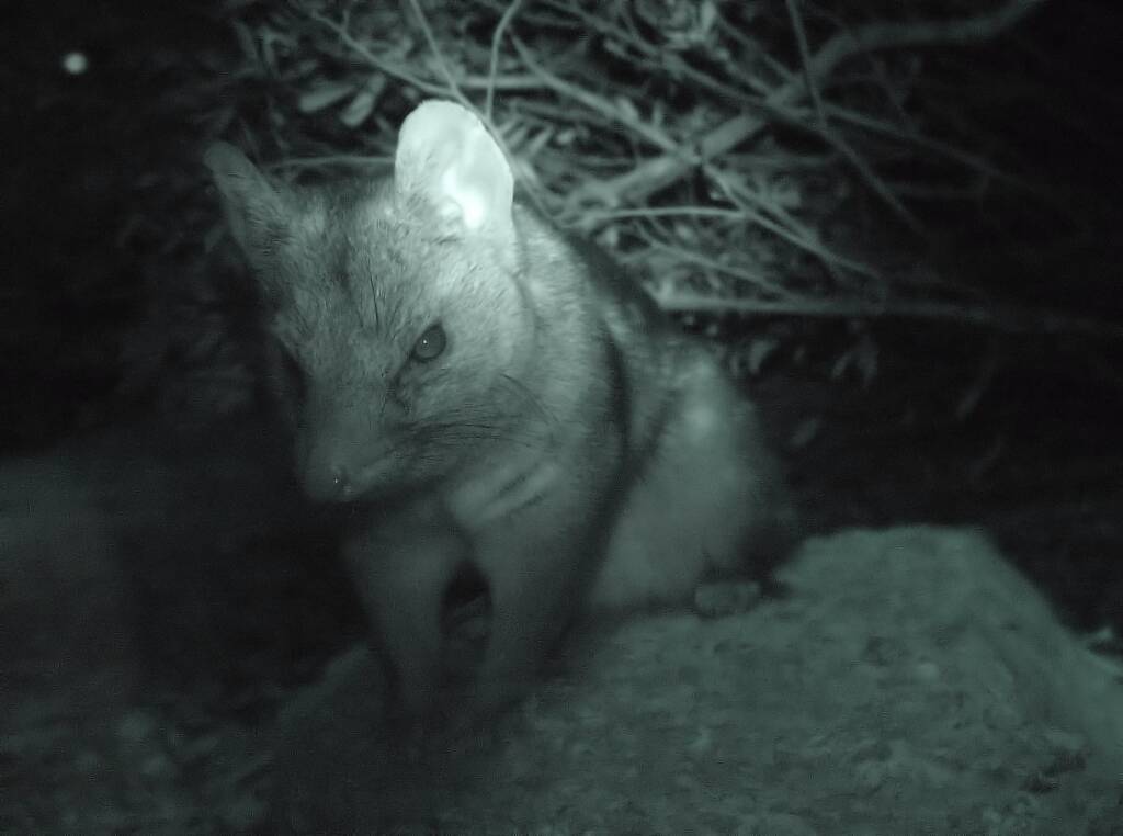 Western Quoll (Dasyurus geoffroii), Alice Springs Desert Park