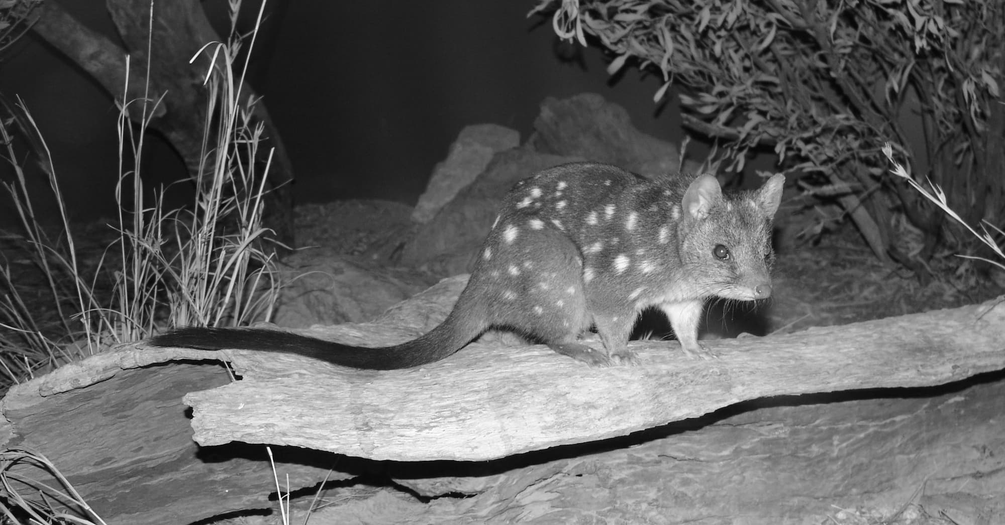 Western Quoll (Dasyurus geoffroii), Alice Springs Desert Park