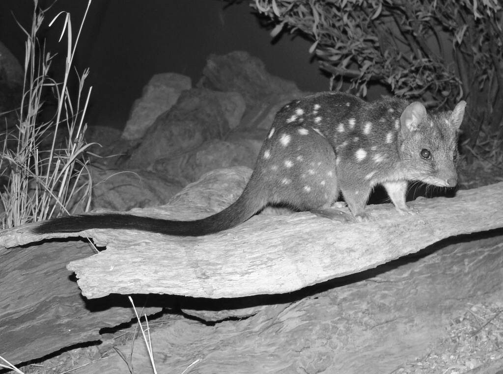 Western Quoll (Dasyurus geoffroii), Alice Springs Desert Park