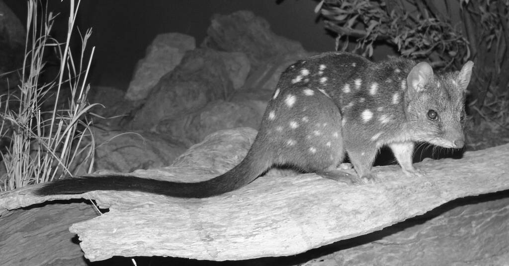 Western Quoll (Dasyurus geoffroyi), Nocturnal House, Alice Springs Desert Park