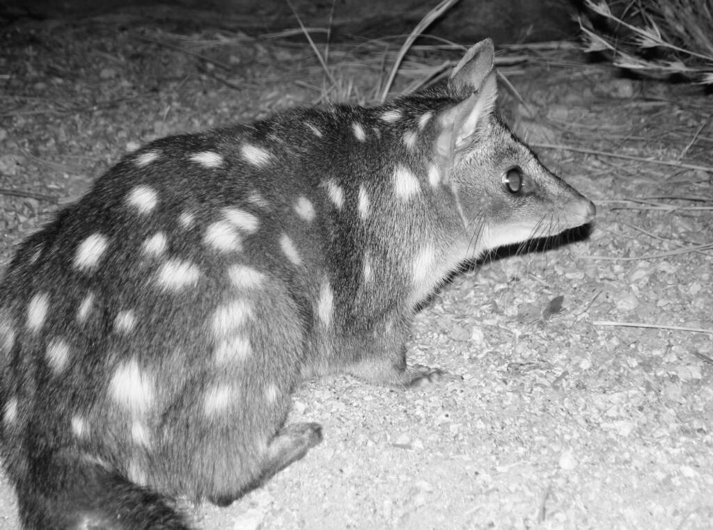 Western Quoll (Dasyurus geoffroii), Alice Springs Desert Park