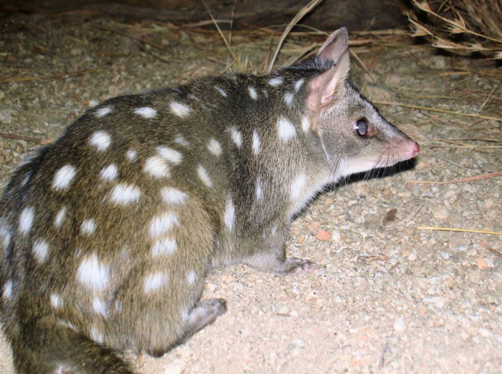 Western Quoll (Dasyurus geoffroii), Alice Springs Desert Park