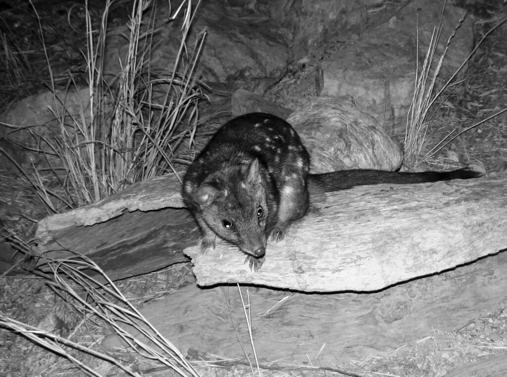 Western Quoll (Dasyurus geoffroii), Alice Springs Desert Park