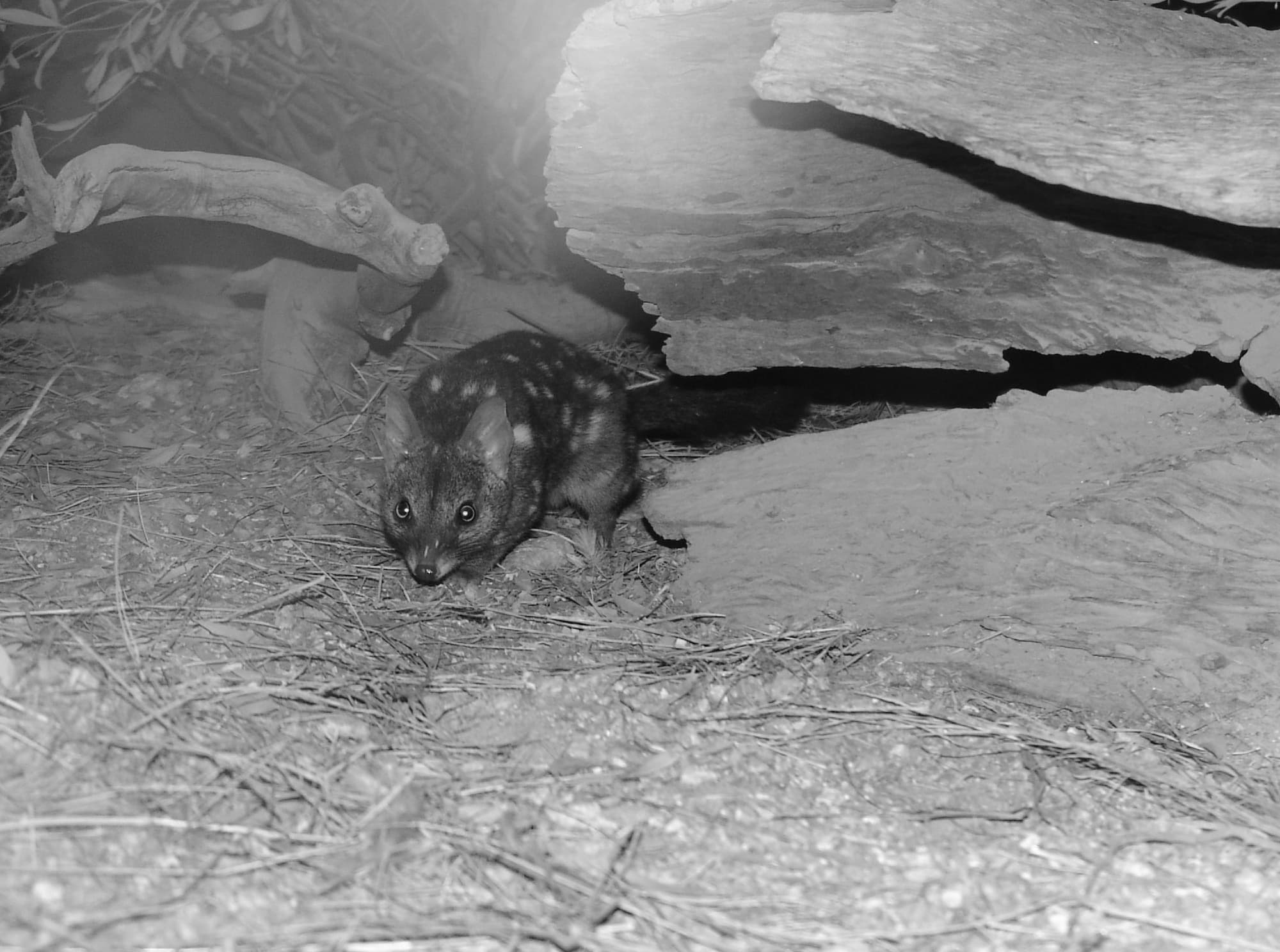 Western Quoll (Dasyurus geoffroii), Alice Springs Desert Park