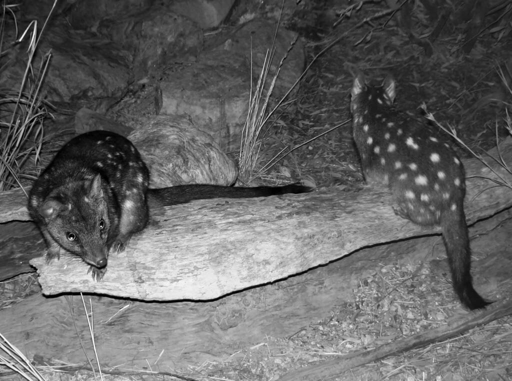 Western Quoll (Dasyurus geoffroii), Alice Springs Desert Park