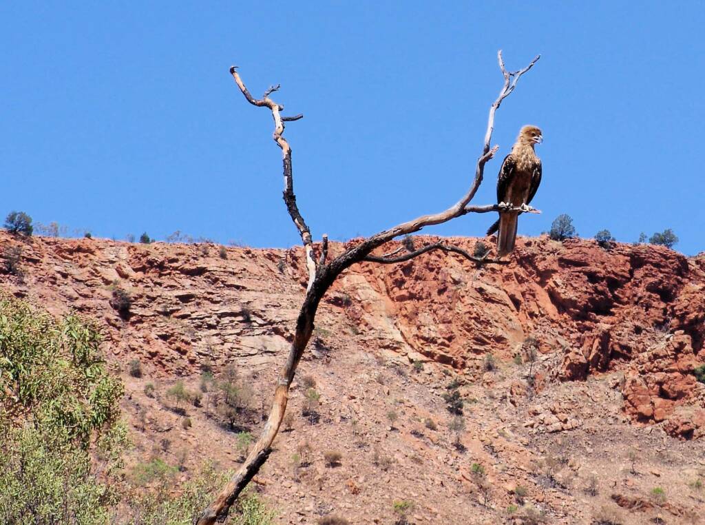 Whistling Kite, Alice Springs Desert Park