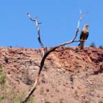 Whistling Kite, Alice Springs Desert Park