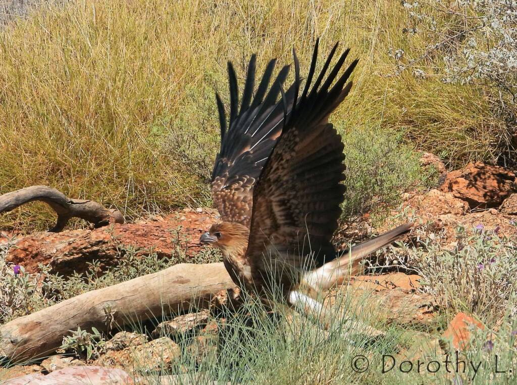 Whistling Kite - Birds of Prey Show, Alice Springs Desert Park