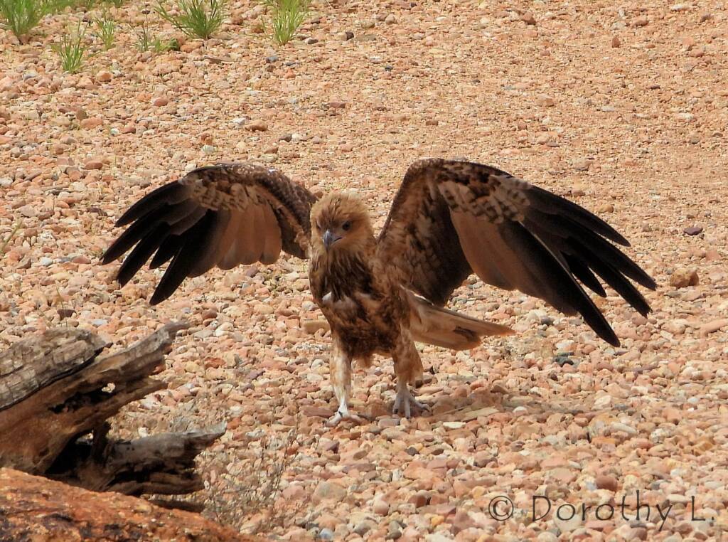 Whistling Kite - Birds of Prey Show, Alice Springs Desert Park